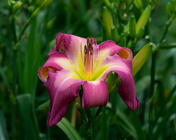 White Eyes Pink Dragon7-1-2018c-Edit